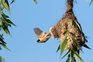 Eurasian penduline tit, remiz pendulinus. A bird flies out of its nest.