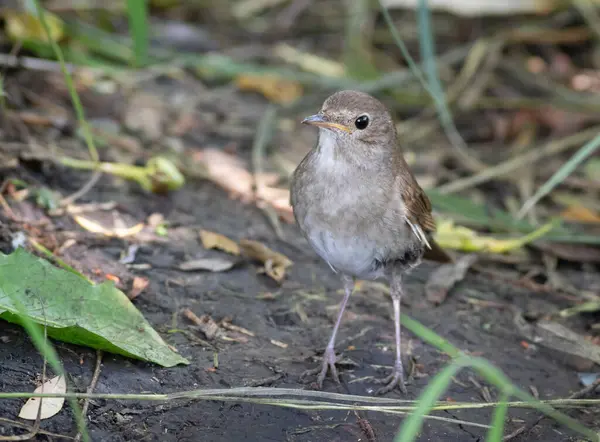 stock image Thrush Nightingale, Luscinia luscinia. The bird is on the ground