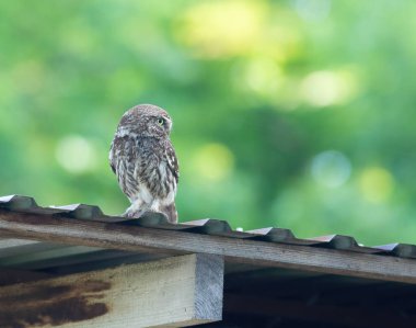 Küçük baykuş, Athene Noctua. Bir kuş bir binanın çatısında oturur ve uzaklara bakar.