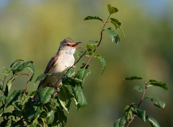 Büyük sazlık bülbülü, Acrocephalus arundinaceus. Sabahın erken saatlerinde, bir dalda oturan bir kuş öter.