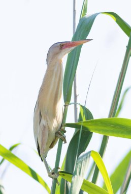 Biraz acı, Ixobrychus minute. Bir erkek kuş bir nehir kıyısındaki sazlık çalılığında oturur.