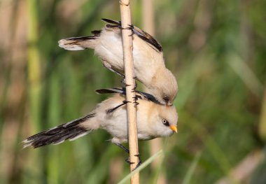 Sakallı reedling, Panurus biarmicus. Genç dişi, erkeğin tüylerini fırçalar.
