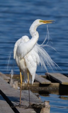 Büyük balıkçıl, Ardea Alba. Bir kuş tüylerini fırçalıyor.