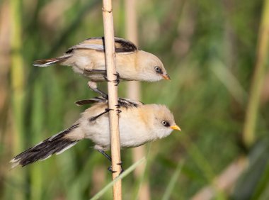 Sakallı reedling, Panurus biarmicus. Genç bir dişi ve erkek nehir kıyısında bir sazlıkta oturur.