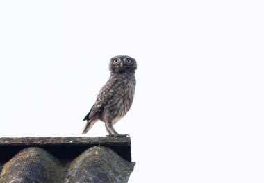 Küçük baykuş, Athene Noctua. Beyaz bir arka planda, bir evin çatısındaki genç bir kuş.