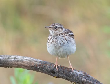 Woodlark, Lullula Arborea 'da. Sabahın köründe, bir kuş bir dala oturur.