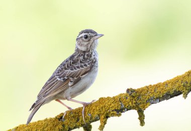 Woodlark, Lullula Arborea 'da. Bulanık pastel arka planda güzel bir dalda oturan bir kuş.