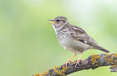 Woodlark, Lullula Arborea 'da. Bir kuş düz bir zemindeki güzel bir dala oturur ve şarkı söyler.