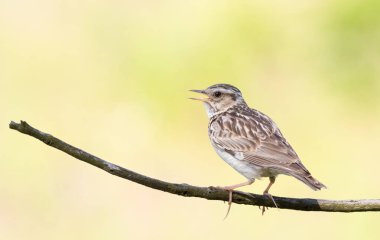 Woodlark, Lullula Arborea 'da. Bir kuş düz bir arkaplanda bir dala oturur ve şarkı söyler