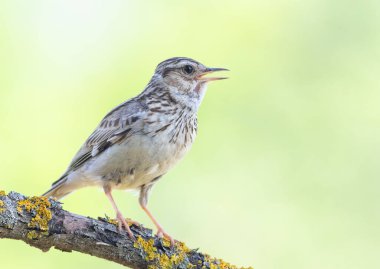 Woodlark, Lullula Arborea 'da. Bir kuş düz bir zemindeki güzel bir dala oturur ve şarkı söyler.