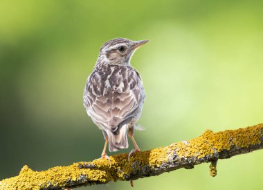 Woodlark, Lullula Arborea 'da. Bulanık bir arka planda, güzel bir dalda oturan bir kuş.