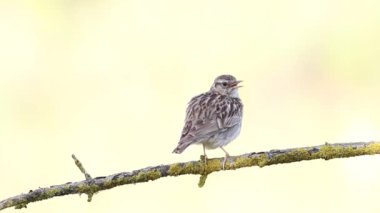 Woodlark, Lullula Arborea 'da. Bir kuş güzel bir pastel arka planda bir dalda şarkı söyler.