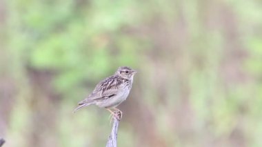Woodlark, Lullula Arborea 'da. Bir kuş güzel bir arka planda otururken şarkı söyler.