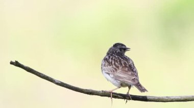 Woodlark, Lullula Arborea 'da. Bir kuş güzel bir pastel arka planda bir dalda şarkı söyler.