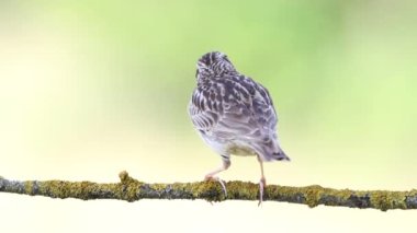 Woodlark, Lullula Arborea 'da. Güzel bir arka planda şarkı söyleyen bir kuşun yakın çekimi