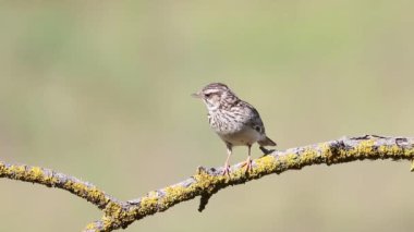 Woodlark, Lullula Arborea 'da. Bir kuş düz bir zemindeki güzel bir dala oturur ve şarkı söyler.