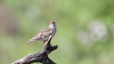 Woodlark, Lullula Arborea 'da. Bir kuş güzel bir arka planda bir dalda şarkı söyler.