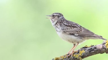 Woodlark, Lullula Arborea 'da. Güzel bir arka planda şarkı söyleyen bir kuşun yakın çekimi