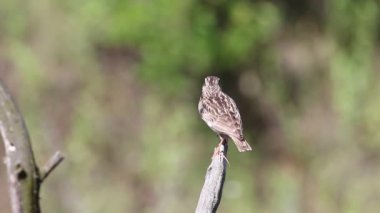 Woodlark, Lullula Arborea 'da. Bir kuş kırık bir dala oturmuş, tüylerini fırçalıyor ve şarkı söylüyor.