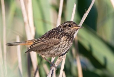 Bluethroat, Luscinia svecica. Yavru bir kuş sazlığa oturur.