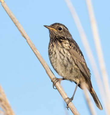 Bluethroat, Luscinia svecica. Yavru bir kuş sazlığa oturur.