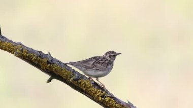 Woodlark, Lullula Arborea 'da. Bir kuş güzel bir arka planda bir dalda şarkı söyler.