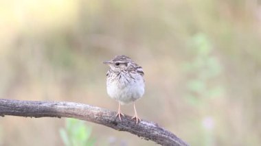 Woodlark, Lullula Arborea 'da. Kuş tüylerini kabartıyor, şarkı söylüyor, sonra uçup gidiyor.