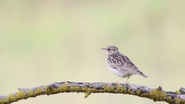 Woodlark, Lullula Arborea 'da. Bir kuş sessizce bir dala oturur, sonra şarkı söylemeye başlar, güzel düz arkaplan