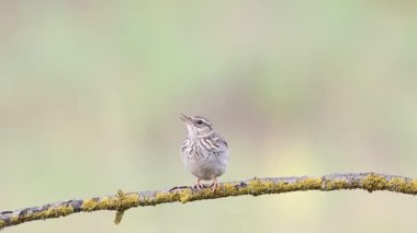 Woodlark, Lullula Arborea 'da. Bulanık bir arka planda güzel bir dalda bir kuş ötüp duruyor.