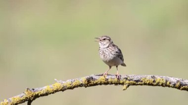Woodlark, Lullula Arborea 'da. Bir kuş, pastel arka planda güzel bir dalda şarkı söyler.