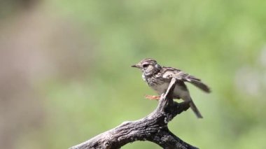 Woodlark, Lullula Arborea 'da. Kuş ötüyor ve uçuyor