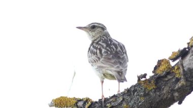 Woodlark, Lullula Arborea 'da. Beyaz arka planda güzel bir dalda oturan bir kuş ötüyor.