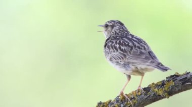 Woodlark, Lullula Arborea 'da. Bir kuş tüylerini fırçalar ve şarkı söyler, yakından.