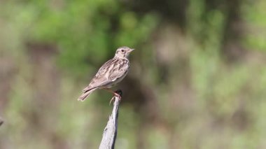 Woodlark, Lullula Arborea 'da. Bir kuş eski bir dala oturur ve güzel şarkı söyler.