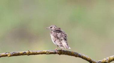 Woodlark, Lullula Arborea 'da. Bir kuş tüylerini fırçalıyor ve düz bir arkaplanda güzel bir dalda şarkı söylüyor.