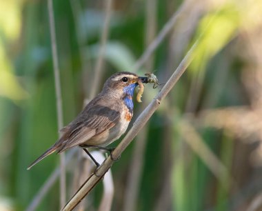 Bluethroat, Luscinia svecica. Bir erkek kuş, yavrularını beslemek için gagasında avını tutar.