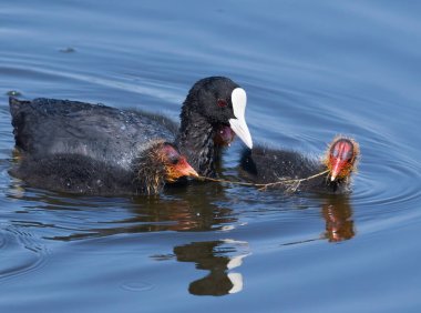 Avrasya tavuğu, Fulica atra. Anne yavrularını yosunla besler.