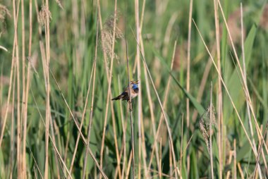 Bluethroat, Luscinia svecica. Nehir kıyısındaki sazlıklarda öten bir erkek kuş.