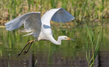 Büyük balıkçıl, Ardea Alba. Nehir kıyısına bir kuş indi.