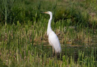 Büyük balıkçıl, Ardea Alba. Bir kuş kıyıya yakın nehirde duruyor, avını arıyor.