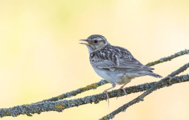 Woodlark, Lullula Arborea 'da. Bir kuş düz bir zemindeki güzel bir dala oturur ve şarkı söyler.