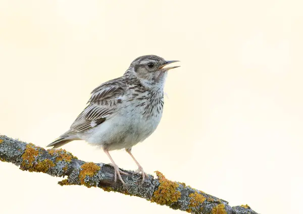 stock image Woodlark, Lullula arborea. A bird sits on a beautiful branch on a flat background and sings