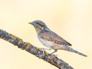 Eurasian wryneck, Jynx torquilla. A bird sits on a beautiful branch clipart