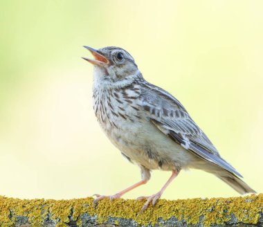 Woodlark, Lullula Arborea 'da. Bulanık arka planda şarkı söyleyen kuş.