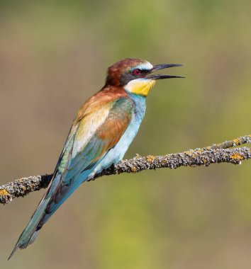 Avrupalı arı yiyici, merops apiaster. Açık gagalı bir kuş bir dala oturur.