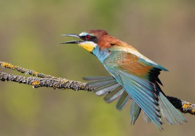 Avrupalı arı yiyici, merops apiaster. Bir kuş kanatlarını açar.