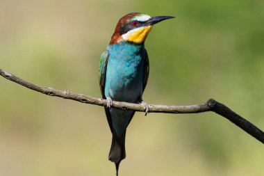 Avrupalı arı yiyici, merops apiaster. Bir kuş pürüzsüz bir arka planda bir dala oturur.