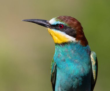 European bee-eater, merops apiaster. Close-up of a bird on a beautiful background