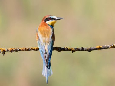 Avrupalı arı yiyici, merops apiaster. Bir kuş ince, güzel bir dala oturur..