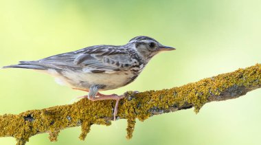 Woodlark, Lullula Arborea 'da. Bulanık pastel arka planda güzel bir dalda oturan bir kuş.